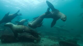 Lizzie Daly, les profondeurs d'Amérique du Nord