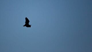 Noctules, ces mystérieuses chauves-souris