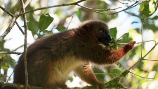Mahefa et la forêt aux lémuriens