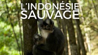 L'Indonésie sauvage