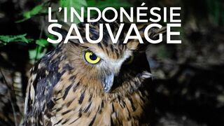 L'Indonésie sauvage