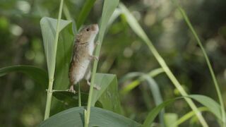 Aelia, la souris des moissons