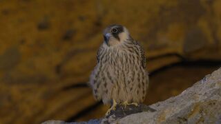 Migrations secrètes