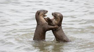 Les loutres des quartiers chics !