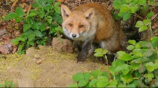 Le jardin extraordinaire