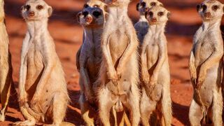 Survivre aux confins de l'extrême