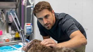 Bear, chien sauveur de koalas