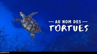 Au nom des tortues