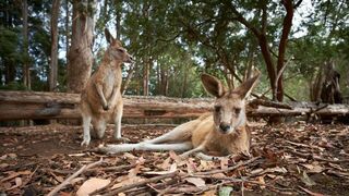 SOS faune sauvage - Australie
