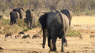 Les trois petits phacochères