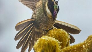 Gardiens des oiseaux en Colombie