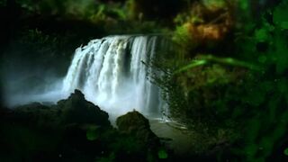 La grande forêt équatoriale (Congo/Gabon)