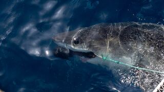 Sur la piste des requins : une exploration océanique