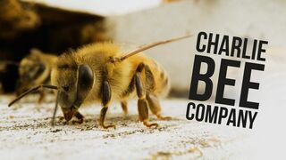 Charlie Bee Company