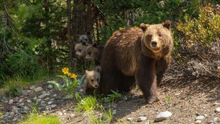 Grand Teton, la reine des Grizzlys