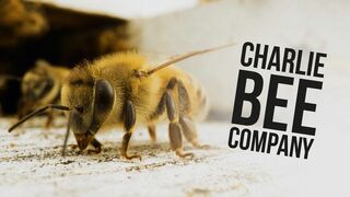 Charlie Bee Company