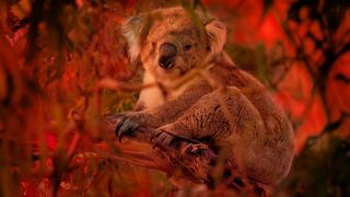 Sauvetage dans le bush