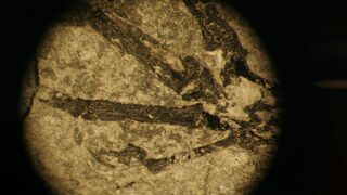 La fabuleuse histoire des oiseaux, des dinosaures parmi nous