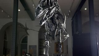 L'épopée des dinosaures avec Stephen Fry