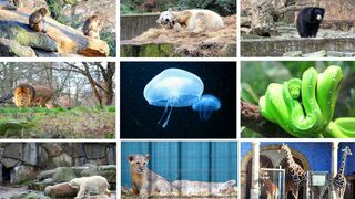 Le monde secret des renards