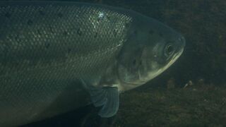 Saumon, histoire d'un retour ?