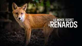 Le monde secret des renards