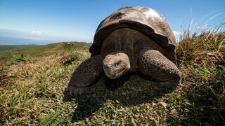Les Galapagos