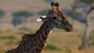 Peur sur la savane