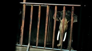 Trafic d'éléphants, enquête sous haute tension