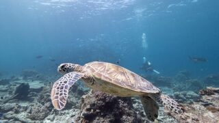 Les îles, laboratoires de la nature