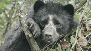 La vie secrète de l'ours à lunettes
