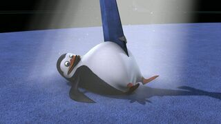 Pingouins sous capes / Opération: 