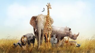 Les trois petits phacochères
