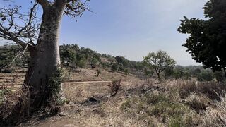 Les arbres-dieux du pays des pierres